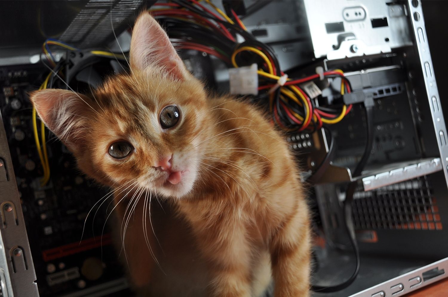 Gatto su un computer