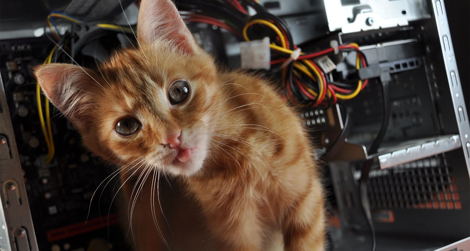 Un gatto si intrufola in un computer aperto.